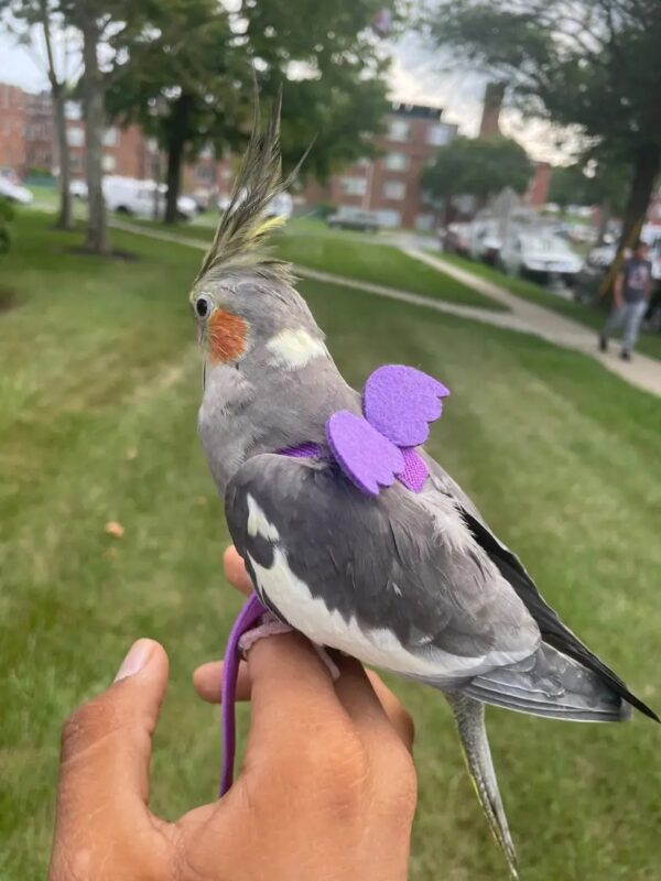 anti bite adjustable training cute parrot wings harness & nylon rope leash ideal for parrots, cockatiels, lovebirds, and more!