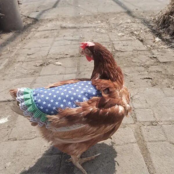 comfortable & safe poultry printed protector saddle for chicken to protects hens from feather loss and injury!