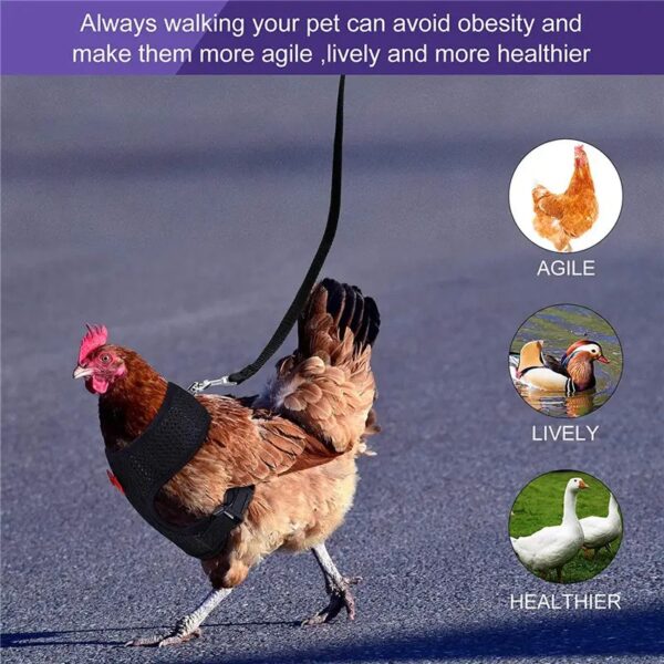 adjustable & anti scratch chicken harness with leash ideal for chicken, rooster, ducks, & more!