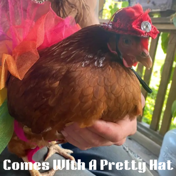 pretty princess skirt outfit with hat suitable for medium and large chicken, rooster, duck, & more!