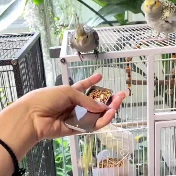 durable iron parrots handhold training feeder toy for parrots, cockatiels, parakeets, lovebirds, & more!