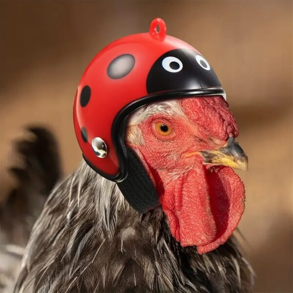 rainproof printed safety helmet for chickens, perfect pet protective equipment for hens, roosters, ducks & other feather friend!