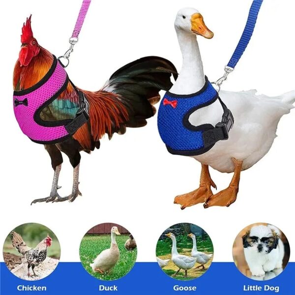 adjustable & anti scratch chicken harness with leash ideal for chicken, rooster, ducks, & more!