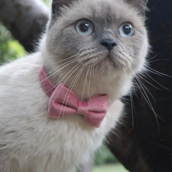 1pc adjustable velvet bow tie cat collar with bell, soft, breakaway design for comfort and safety!