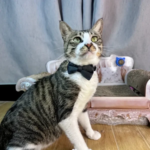 1pc adjustable velvet bow tie cat collar with bell, soft, breakaway design for comfort and safety!